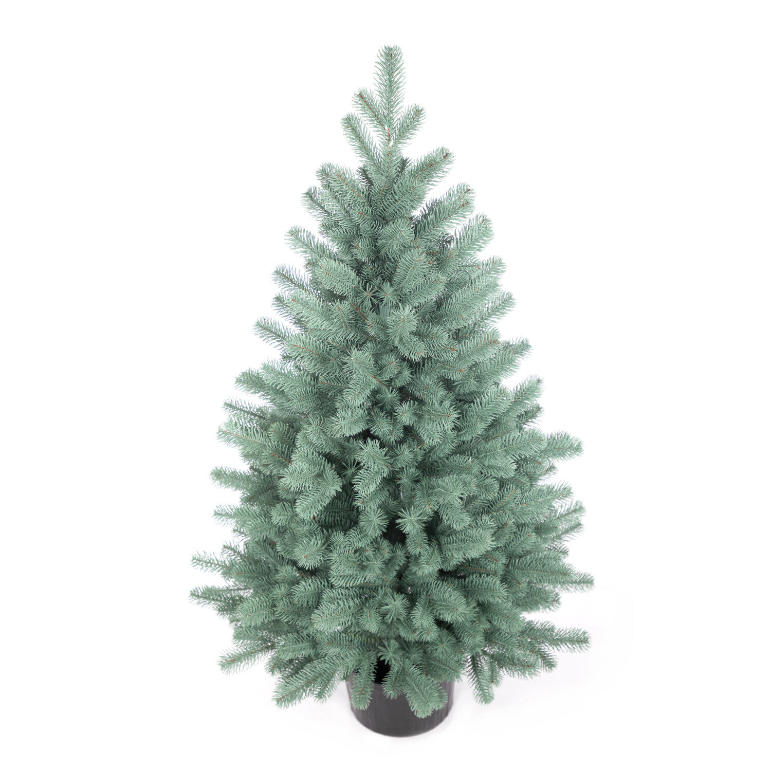 Świerk Syberyjski 100% PE w donicy 110cm