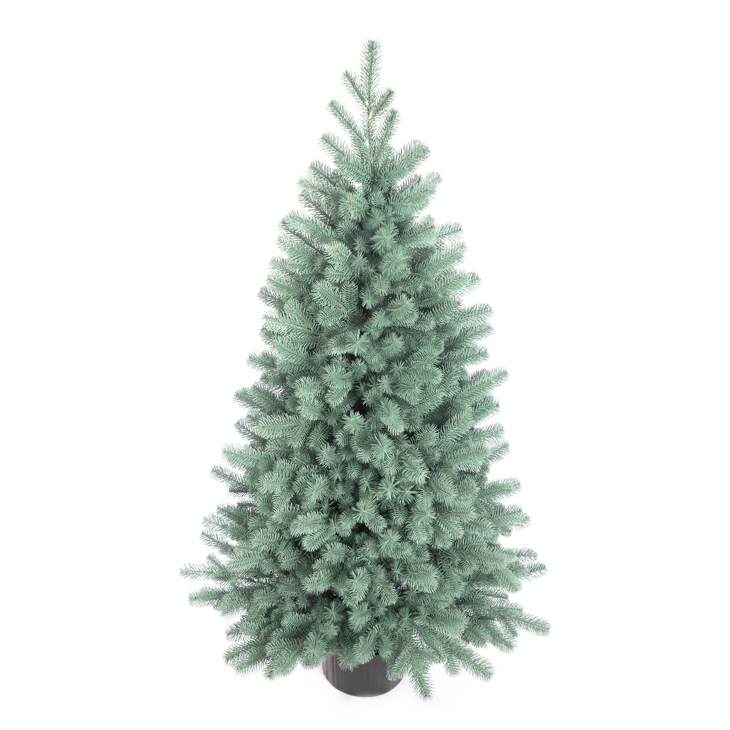 Świerk Syberyjski 100% PE w donicy 140cm