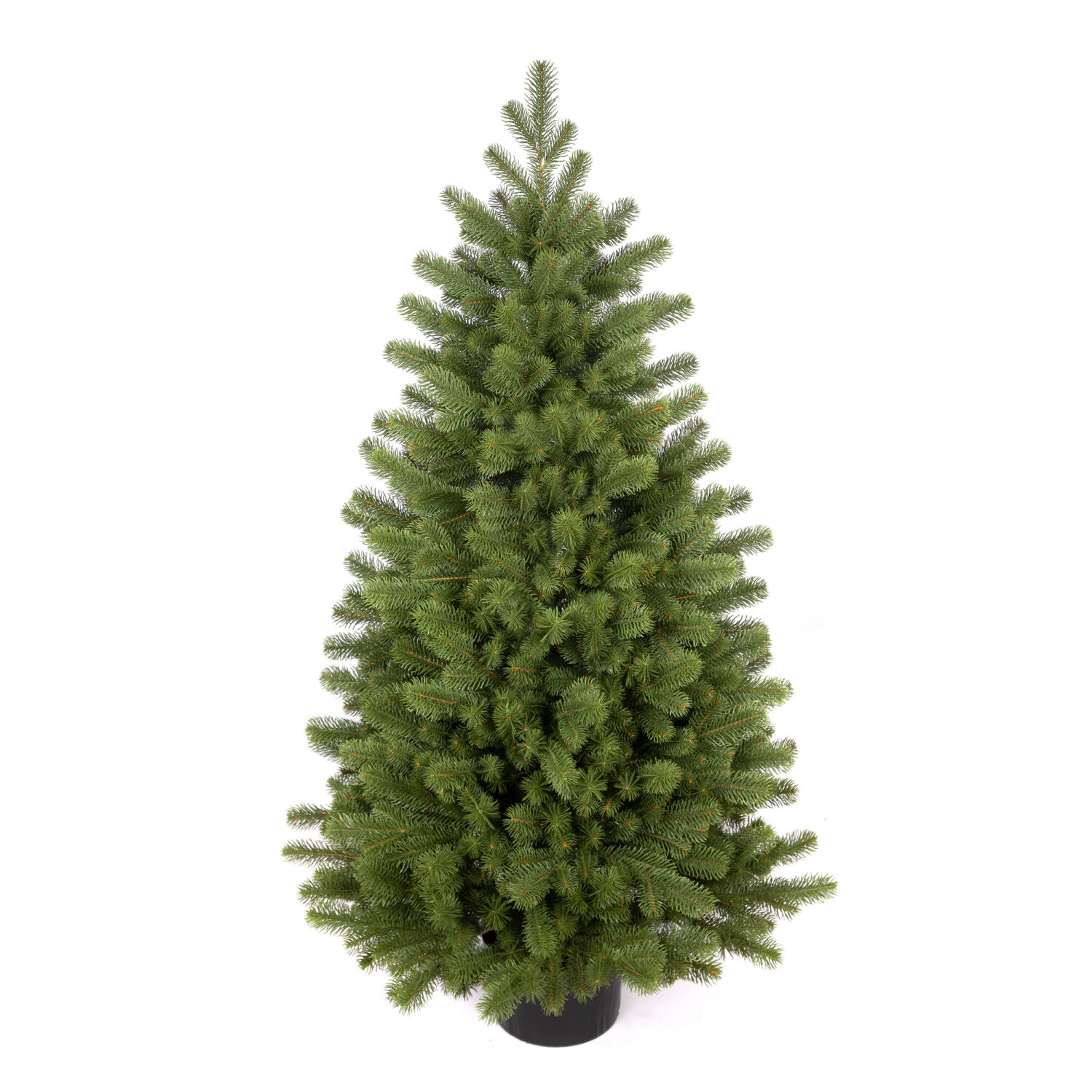 Sosna Norweska 100% w donicy